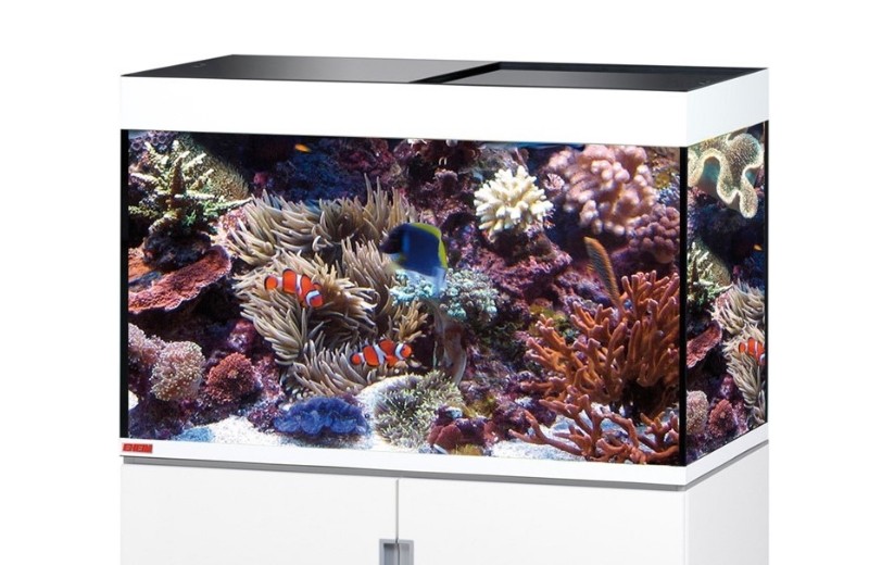 aquarium eau de mer amphiprion coraux poisson clown
