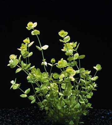 plante aquarium : micranthemum