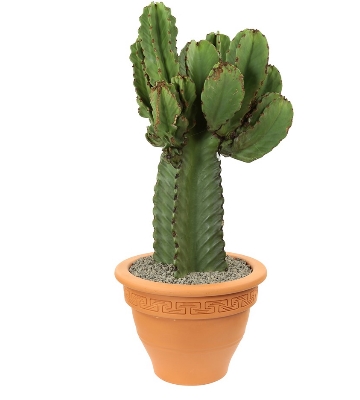 cactus euphorbe arborescente