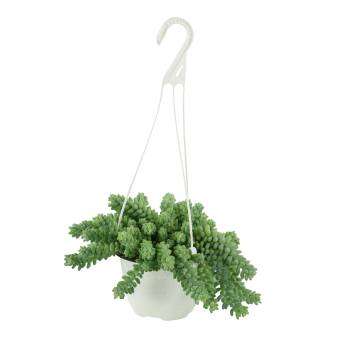 sedum morganianum