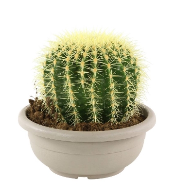 Echinopsis ou « cactus oursin »