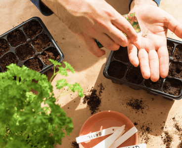 Graines de légumes & aromatiques